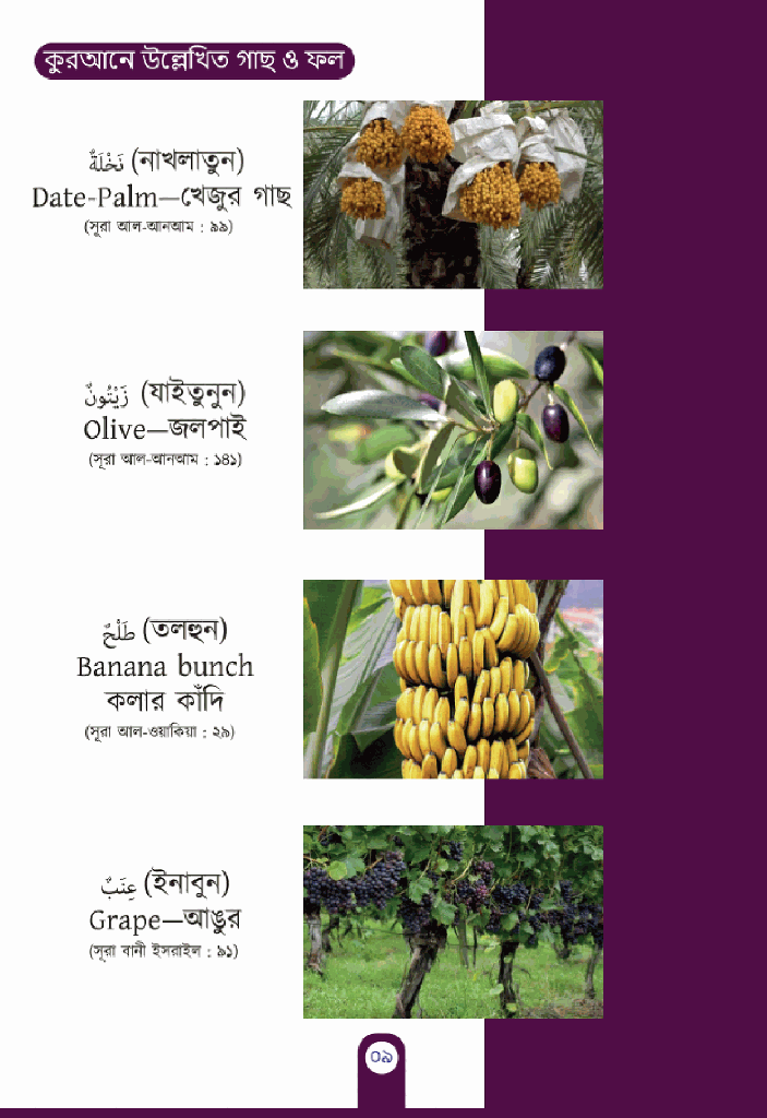 ছবি দেখে শিখি (৬টি বই)12.jpg