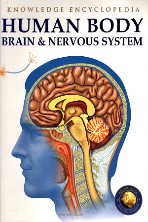 Human Body: Brain & Nervous System