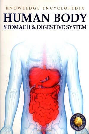 Human Body: Stomach & Digestive System