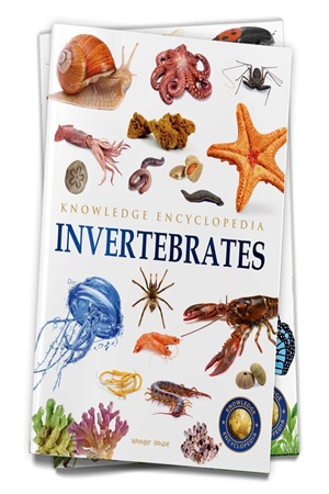 Animals - Invertebrates : Knowledge Encyclopedia For Children