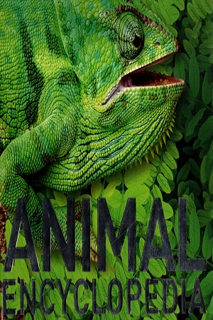 [9780241289686] Animal EncyclopediaThe Definitive Visual Guide