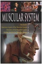 Muscular System