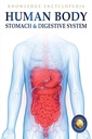 Human Body - Stomach And Digestive System